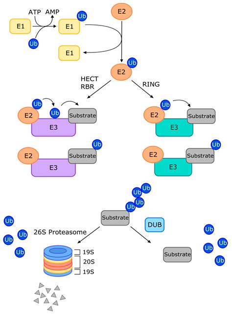 Cancers Free Full Text Targeting The Ubiquitin Proteasome System