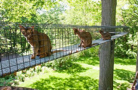 12 Cat Walkways ideas | cat walkway, cat enclosure, outdoor cat enclosure