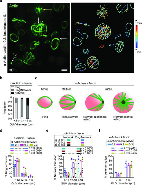 Guv Size Dependent Formation Of Rings Peripheral Asters And Central