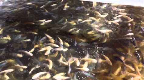 Nile Tilapia Fingerlings Feeding Frenzy Cleveland Urban A Youtube