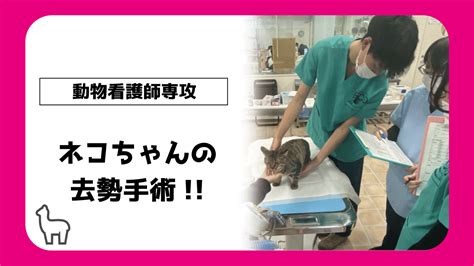 【動物看護師専攻】ネコちゃんの去勢手術‼ 【スタッフブログ】eco日記｜名古屋eco動物海洋専門学校