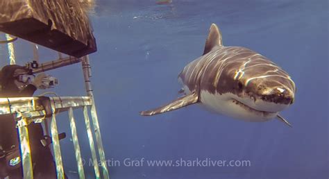 Shark "Documentary" causing problems in New Zealand - SharkDiver