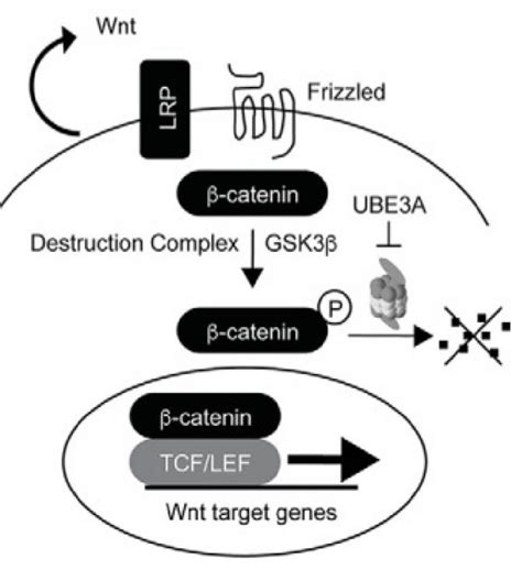 Ube3a Wnt Signaling Cell Assay