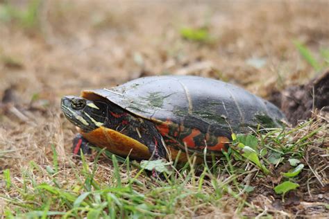 10 Fascinating Facts About Painted Turtles - A-Z Animals