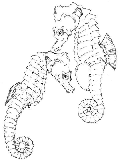 Getting to know seahorses underwater | The Seahorse Trust