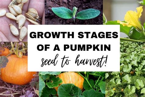 The 7 Growth Stages Of A Pumpkin From Seed To Harvest Plant Food At Home