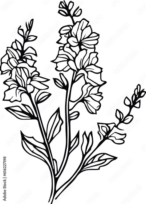 Delphinium Flower Drawing Delphinium Tattoo Black And White Pencil