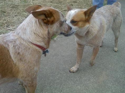 Red and Blue Queensland Heeler puppies for sale! for Sale in San ...