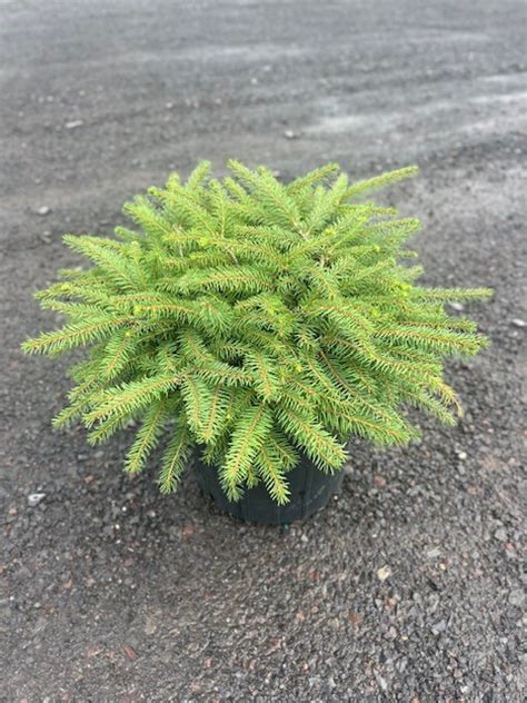 Picea A ‘nidiformis Birds Nest Spruce Feeneys Wholesale Nursery