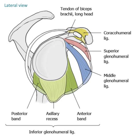 Lecture Shoulder Flashcards Quizlet