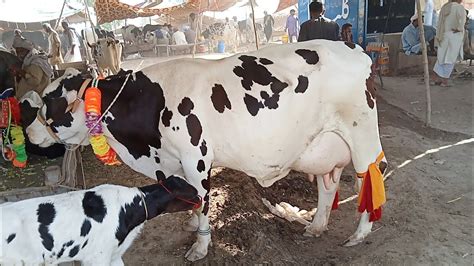 Malumor Cow Mandi Today Fresh Rates Update Sasti Gay Kharidne Ka