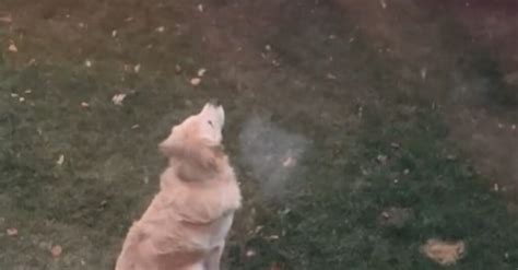 Vidéo Découvrez la réaction incroyable de ce Golden Retriever face à