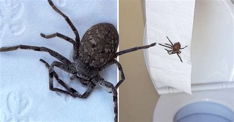 Huge Huntsman Spider Was Waiting For Woman Behind The Loo Roll Metro News