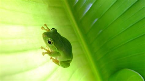 Tree Frog Wallpaper 64 Images