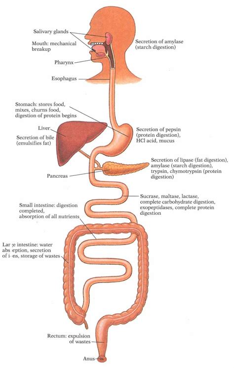 Of Human Body Digestive System Anatomy Of Digestive System Images