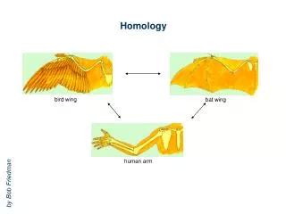 PPT - Homology vs. Homoplasy PowerPoint Presentation, free download ...