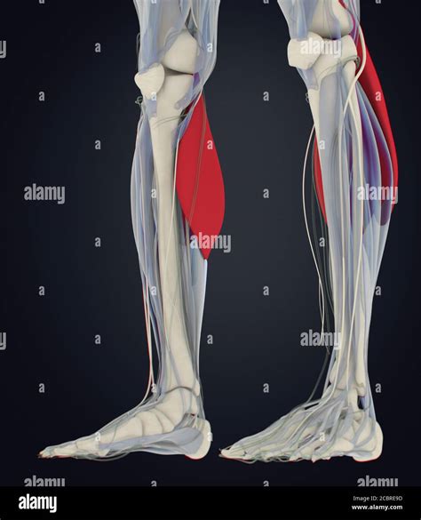 Anatomy Illustration Of Calf Muscles Human Anatomy Gastrocnemius D