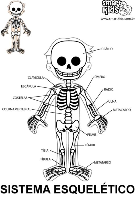 Sistema Esquelético Desenhos para Colorir e Pintar Smartkids
