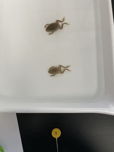 Amphibian Id Lab Flashcards Quizlet