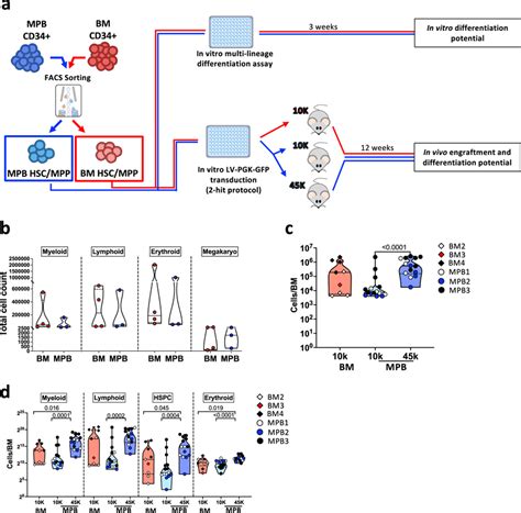 In Vitro And In Vivo Characterization Of Hsc Mpp Population From Bm And