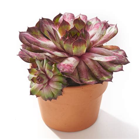 Hauswurz Dark Beauty Sempervivum cultorum Dark Beauty günstig kaufen