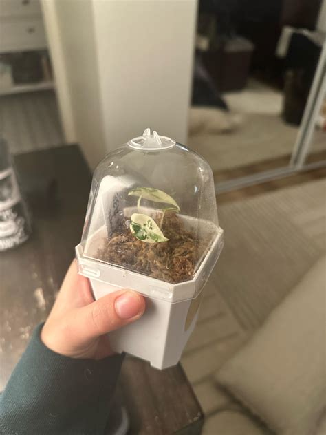 Any tips on growing a baby plant? : r/houseplants