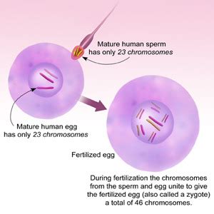 Thẻ ghi nhớ Science L1 C4 Quizlet