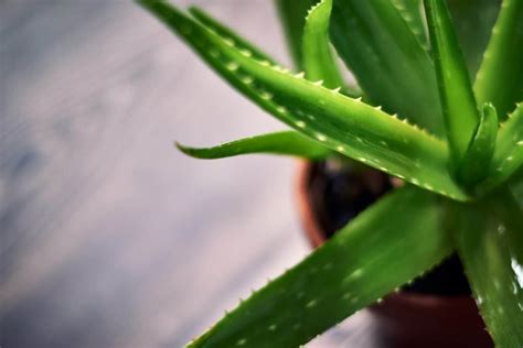 How to water aloe vera? | 4homebird