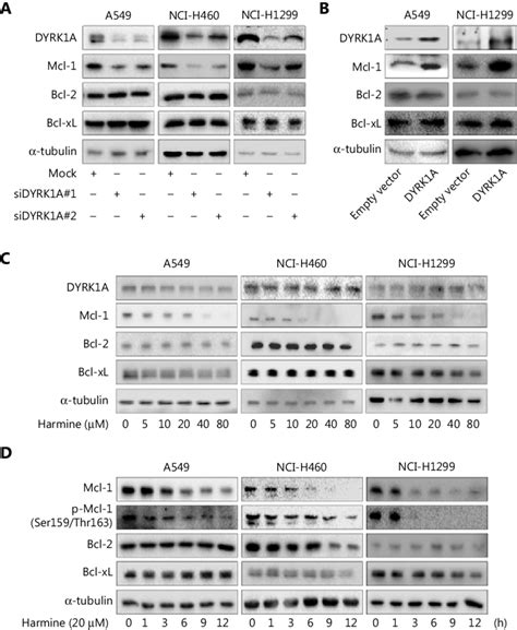 Dyrk1a Regulates The Expression Of Mcl 1 In Nsclc Cells A Nsclc