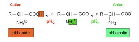 Biochimie Les acides aminés et leurs dérivés Cartes Quizlet