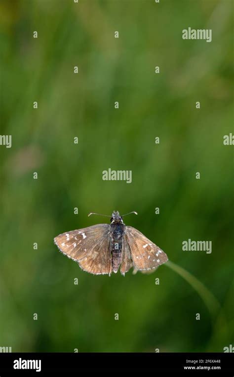 Skipper butterfly in nature on a plant, tiny brown butterfly in natural ...