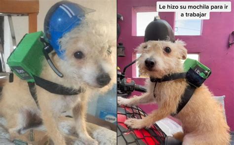 TikTok Hombre Hace Mochila De Uber Eats Para Su Perro Grupo Milenio