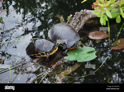 loggerhead sea turtle stock photo alamy