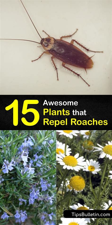 Learn How To Keep Cockroaches Palmetto Bugs And Other Pests Away With