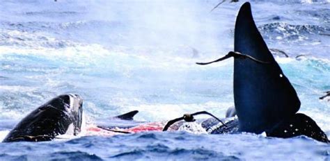 Estos Son Los Primeros Registros De Orcas Cazando Y Matando Ballenas