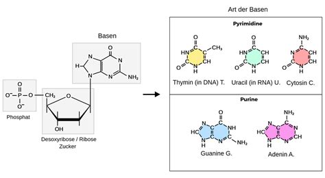 Nukleotide Labster Theory