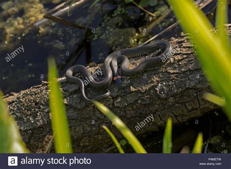 #Reptile in the #habitat. Wild Nature 2. Stock Photo | Wild nature ...