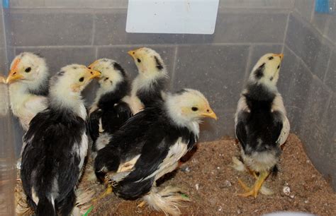 4 Week Old Mottled Cochin Bantams 1 Roo 5 Pullets Backyard Chickens