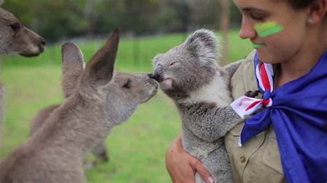 Where To See Koalas And Kangaroos In Australia Unforgettable Wildlife