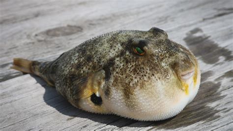 Brazilian Man Dies After Eating Pufferfish Ted By His Friend