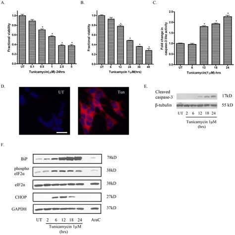 Tunicamycin Produces A Concentration And Time Dependent Decrease In