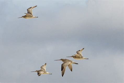 Bar Tailed Godwit Migration