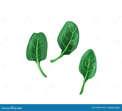 Green Baby Spinach In Bright Color Cartoon Flat Style Isolated On White