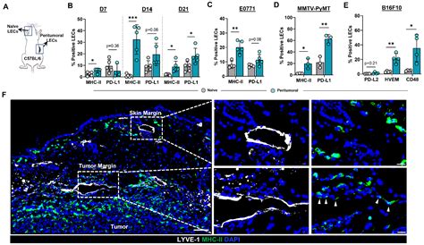 Ijms Free Full Text Tumor Associated Lymphatics Upregulate Mhc Ii