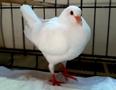 Images Of White Pigeon