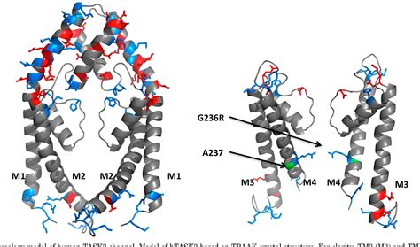 Figure From Recovery Of Current Through Mutated Task Potassium