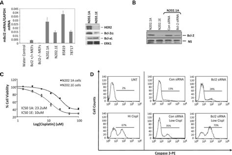 Characterization Of Bcl Expression In Her Breast Cancer Cells A