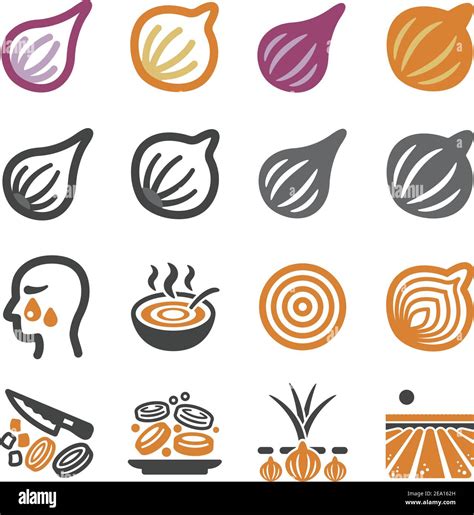 Onion Shallot Icon Set Vector And Illustration Stock Vector Image Art