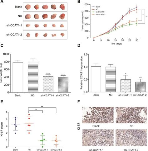 Lncrna Ccat Knockdown Impaired Colorectal Cancer Cell Tumor Growth In