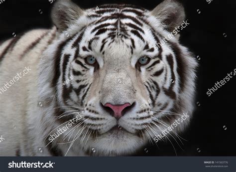 Interest In Eyes Of A Young White Bengal Tiger. Stock Photo 141563776 : Shutterstock